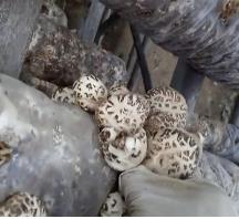 福建保水膜免割袋
